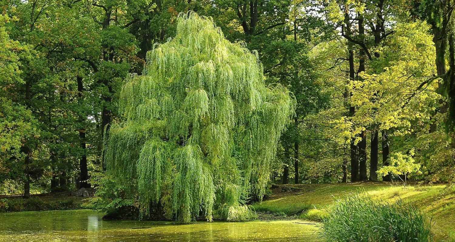 English Willow trees growing in the UK